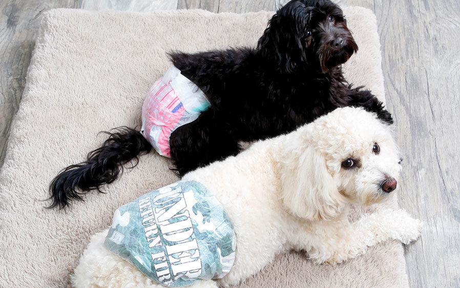 hartz dog diapers and male wraps for dogs are comfortable and breathable.
