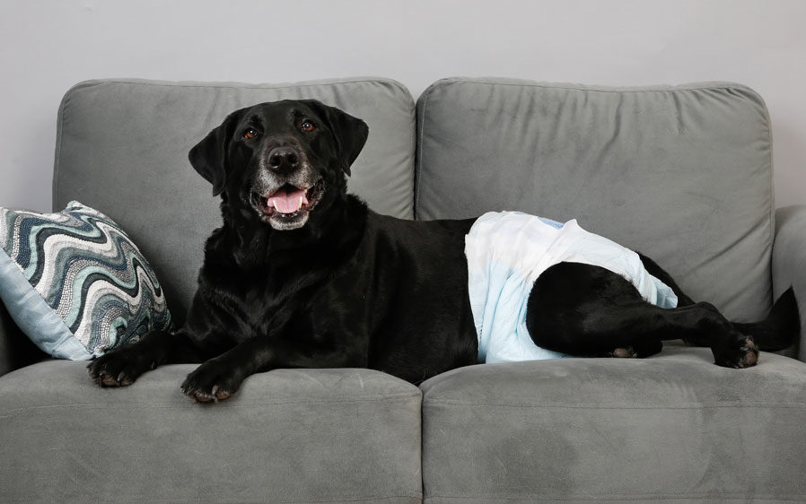 Hartz dog diapers and male wraps for dogs are adjustable.
