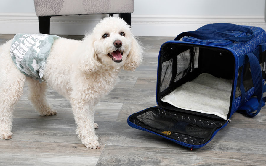 Dog diapers and male wraps for dogs are ideal for traveling.