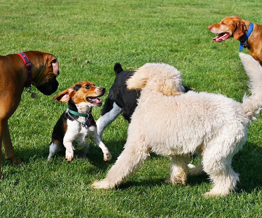 Dog playing outside with other canines