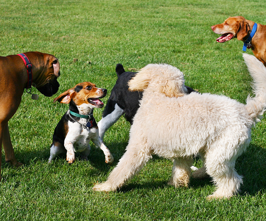 Dog Park Etiquette - Dog playing outside with other canines