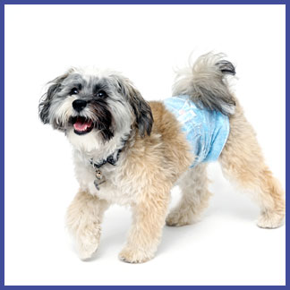 Hartz male wraps for dogs provide a secure fit for your pet.