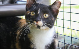 Cat enjoying the outdoor space at the Bowling Green Kentucky shelter.