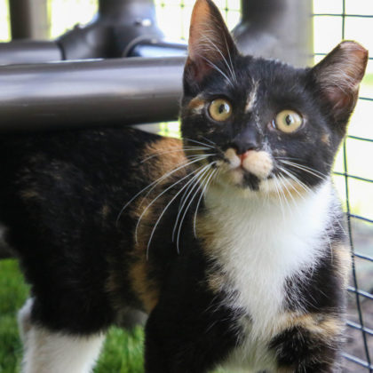 Cat using outdoor shelter catio.