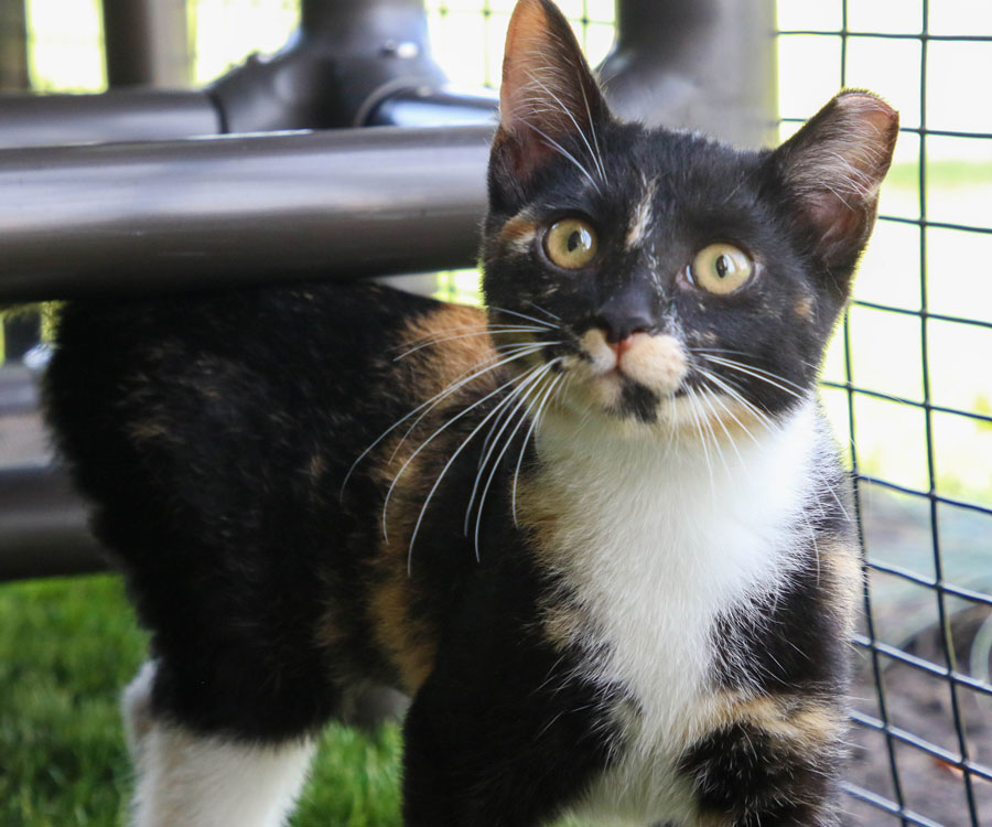 Cat using outdoor shelter catio.