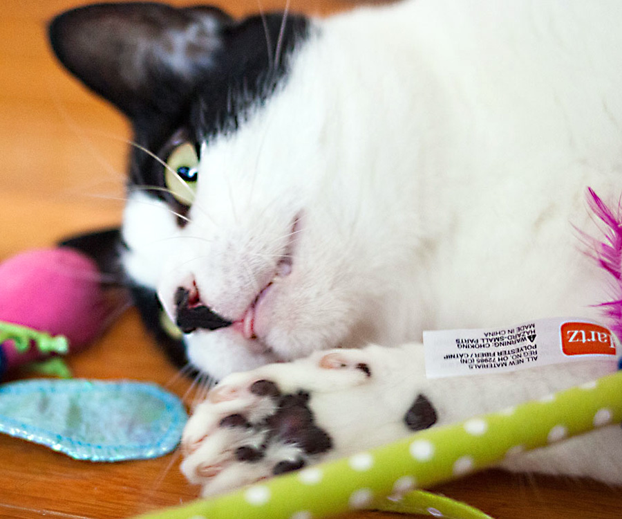 Closeup of cat lying on floor surrounded by cat toys