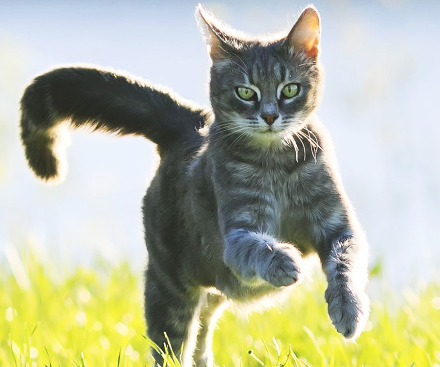 Cat running outside in the grass
