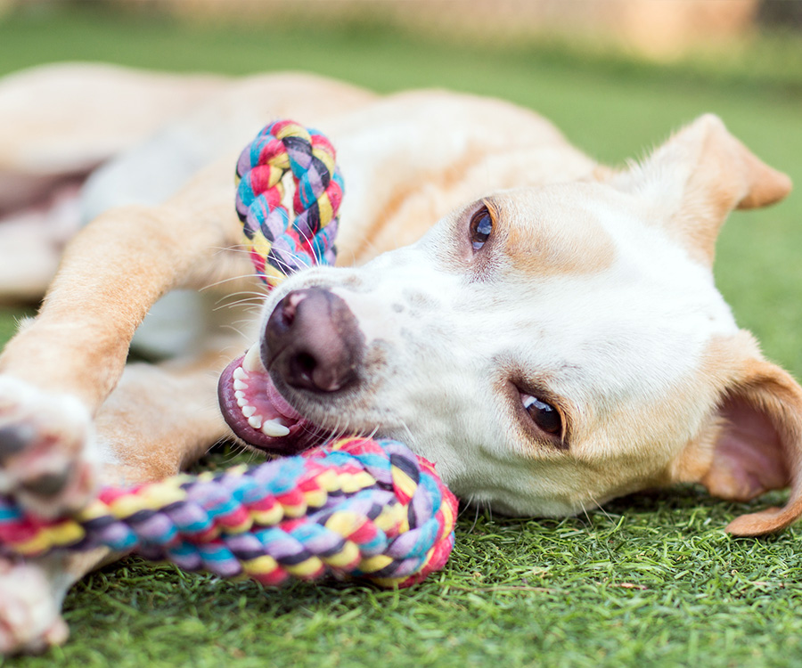 Cute white and tan puppy plays with rope toy. Consider disinfecting your dog's toys regularly.