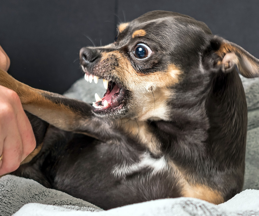 Closeup of a potential biting dog baring his teeth
