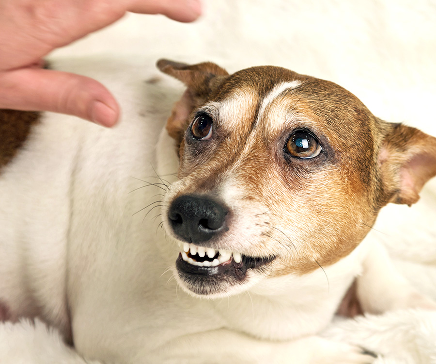 A cautious hand near a growling dog who may bite