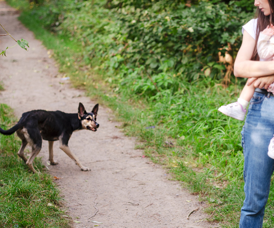 Mother protecting child from street dog who may bite