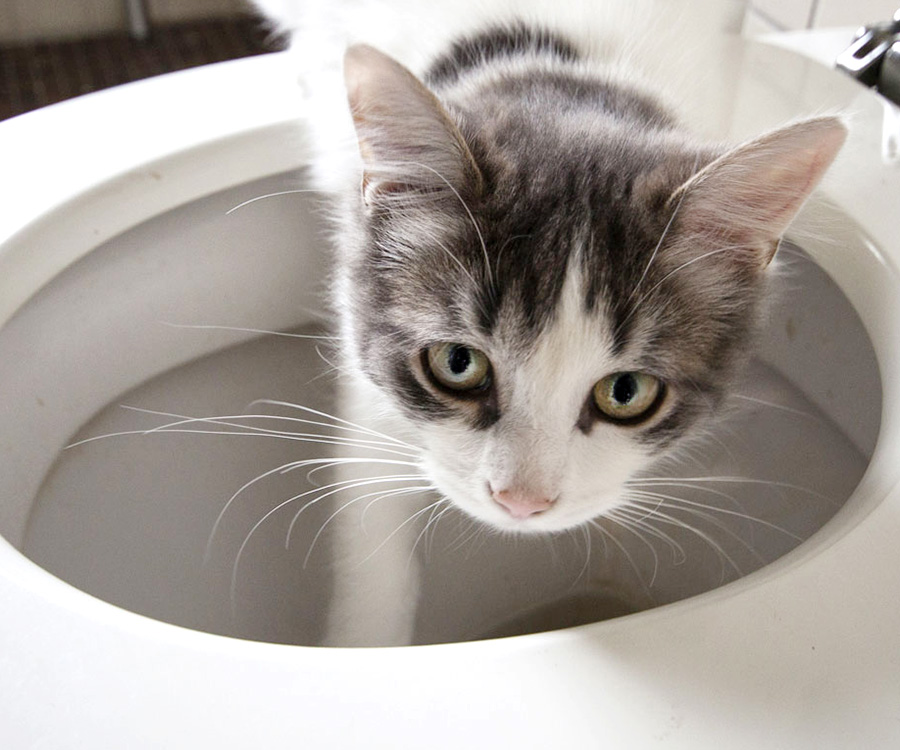 Cat with paw in toilet
