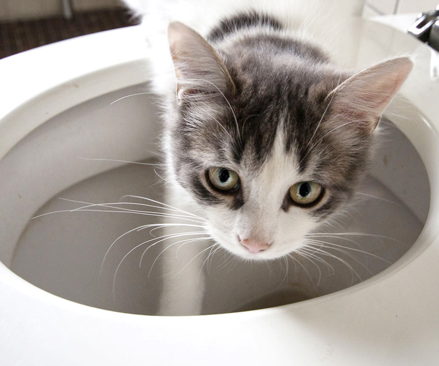 Toilet Training a Cat - Cat with paw in toilet