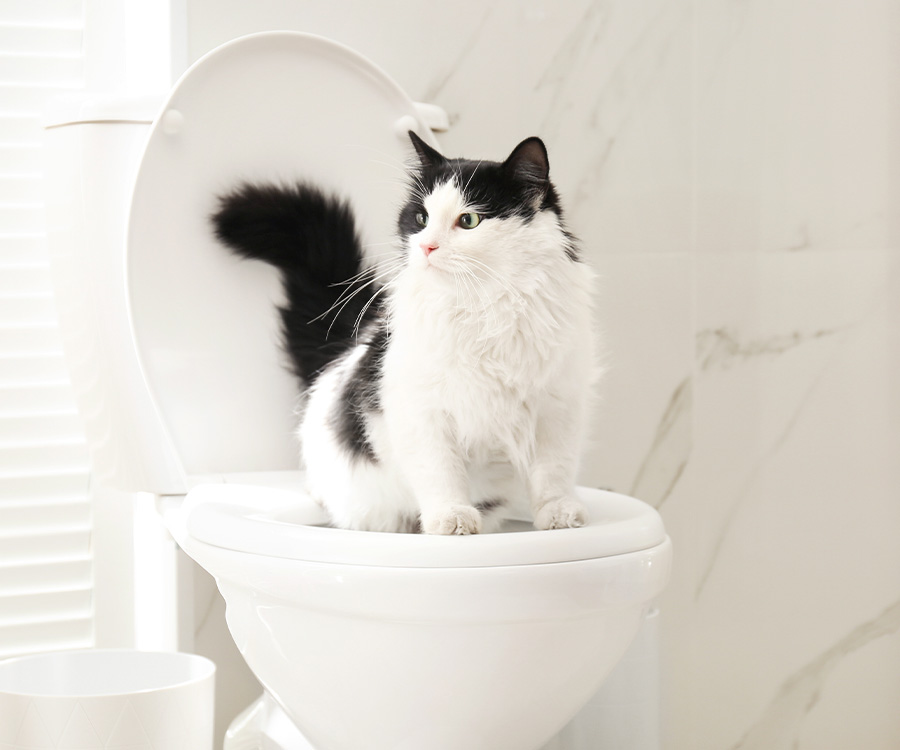 Toilet Training a Cat - Cat on toilet