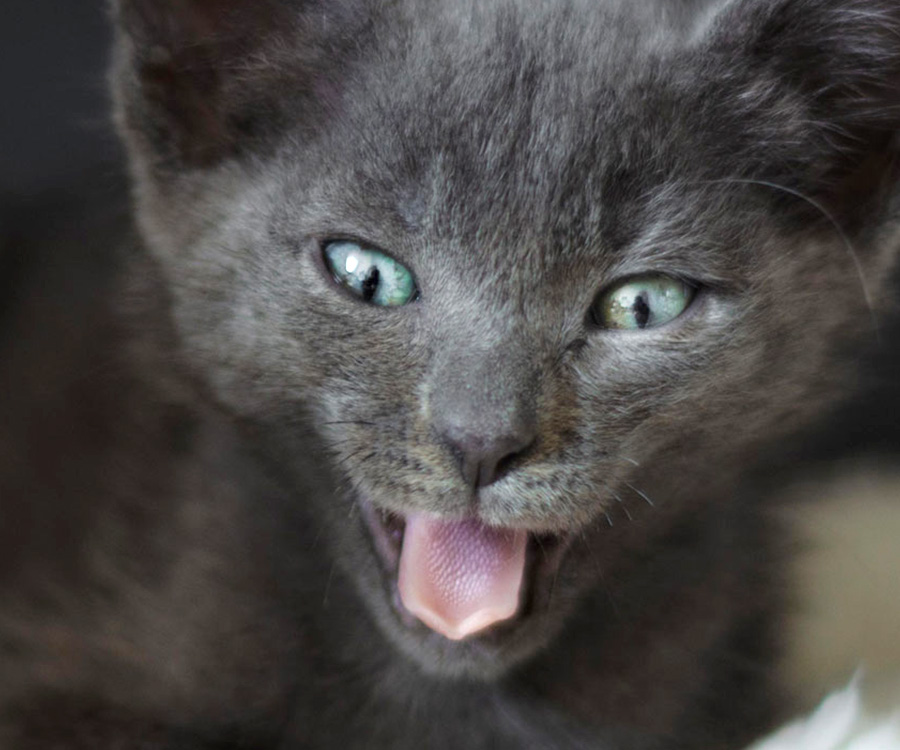 Closeup of young black cat meowing