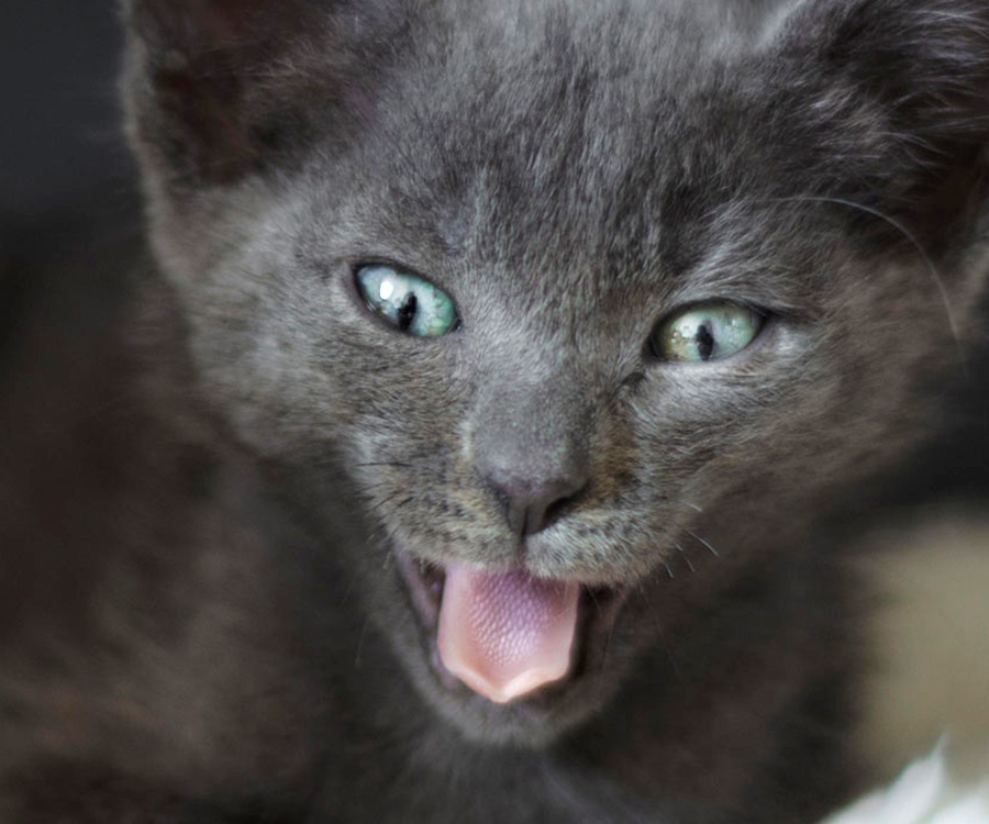 Why Is My Cat Meowing?