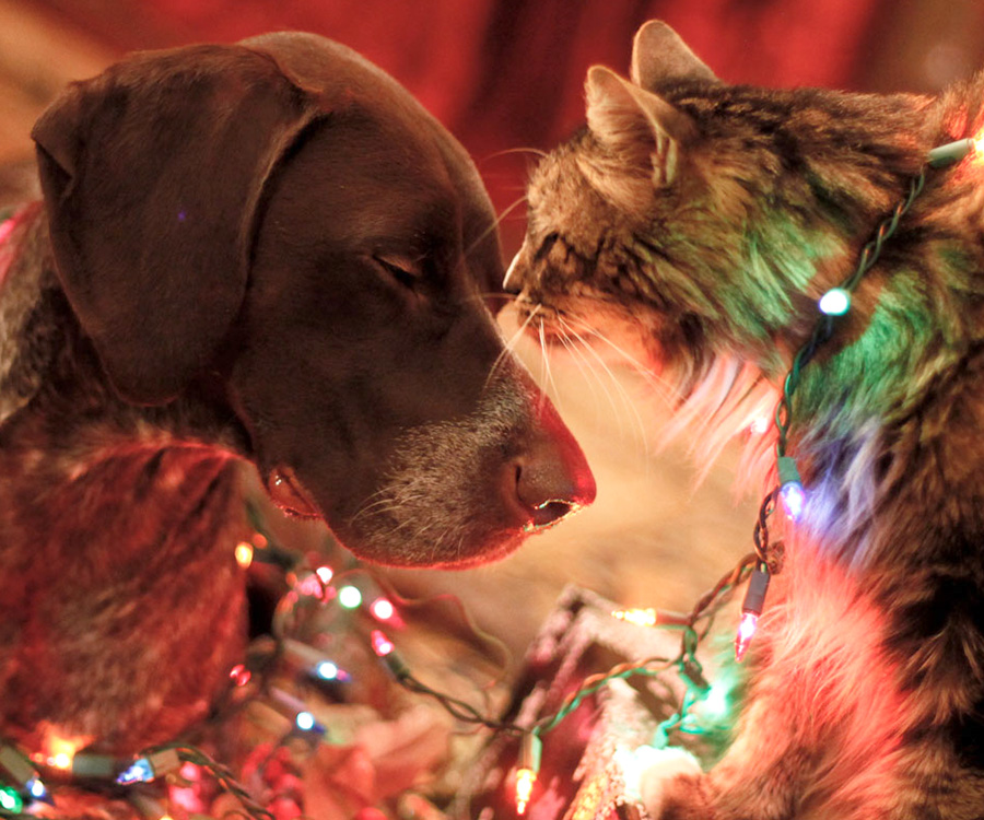 Dog and cat with Christmas lights. Show how much you appreciate them with pet gifts.