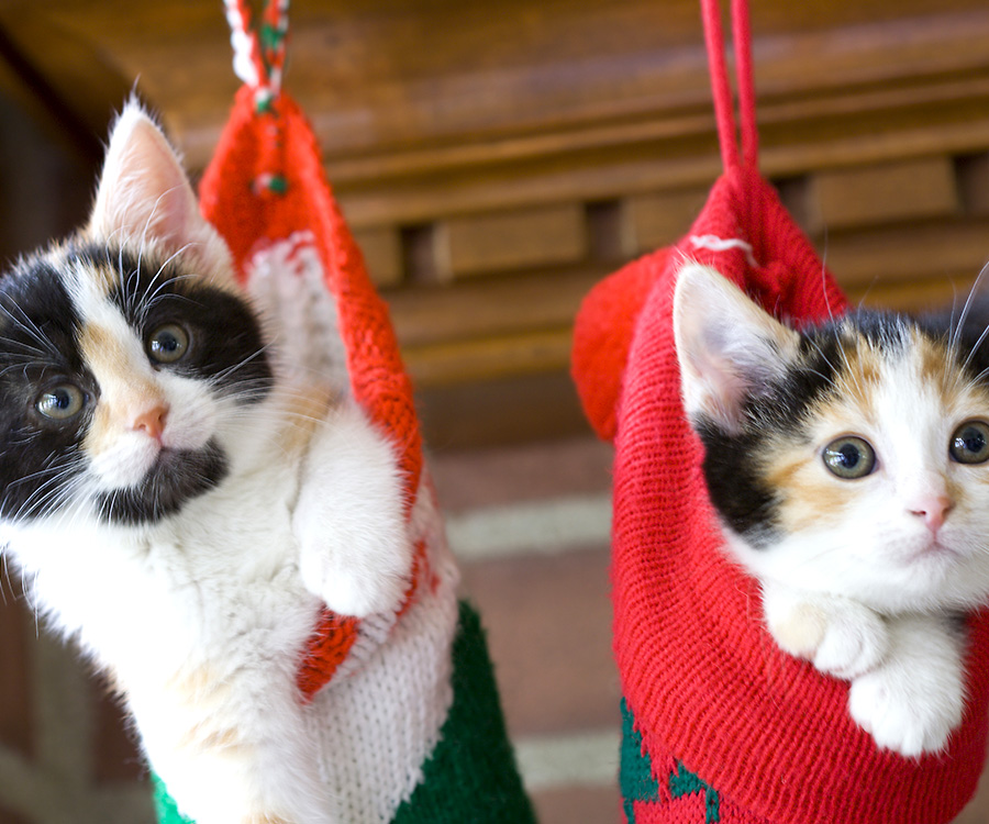 Cat Safety During the Holidays - Two kittens inside hanging Christmas stockings.