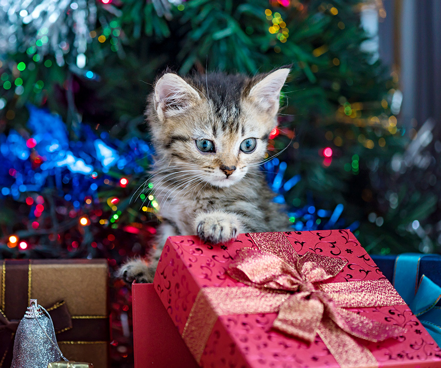 Cat Safety During the Holidays - Closeup of kitten with paw a on a wrapped gift in front of Christmas tree.