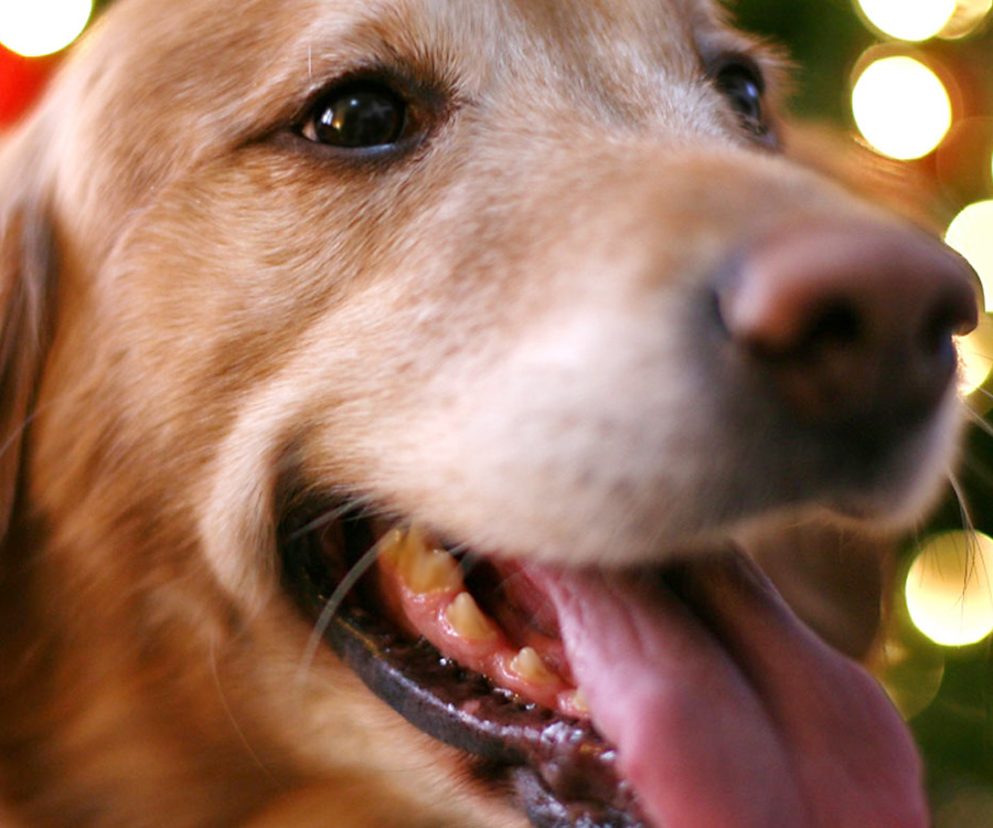 Closeup of dog in front of Christmas tree