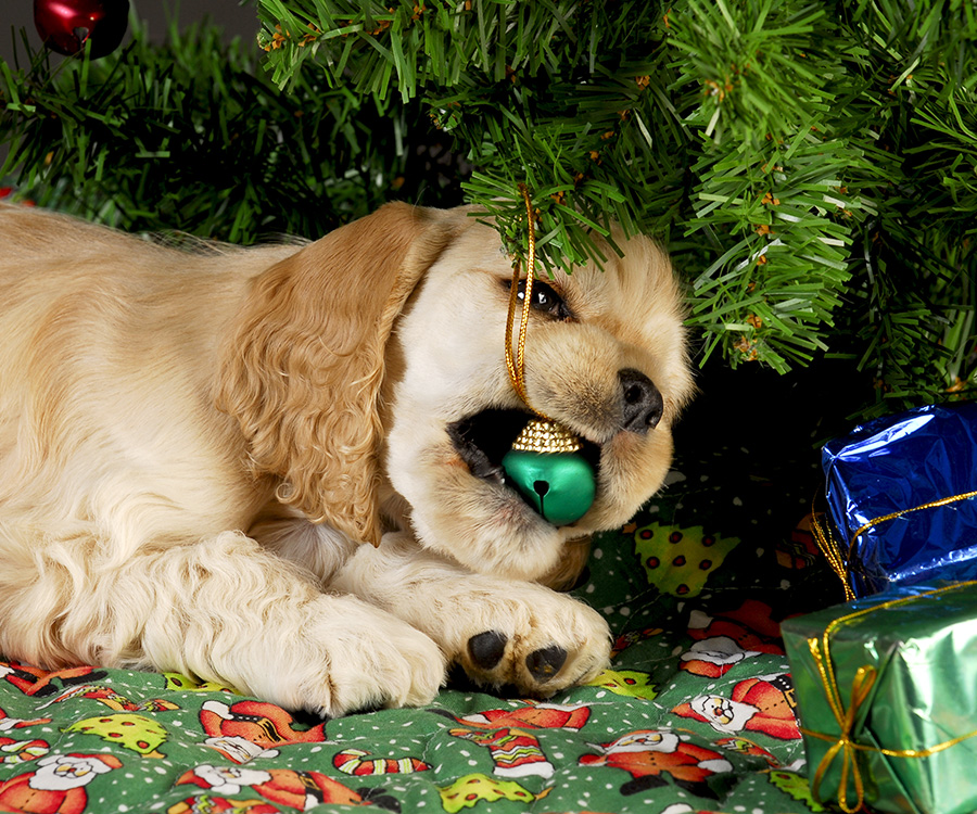 Dog chewing on Christmas ornament under tree