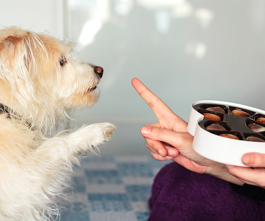 Dog safety is first, so if a dog gives you a paw asking for holiday chocolate, signal No.