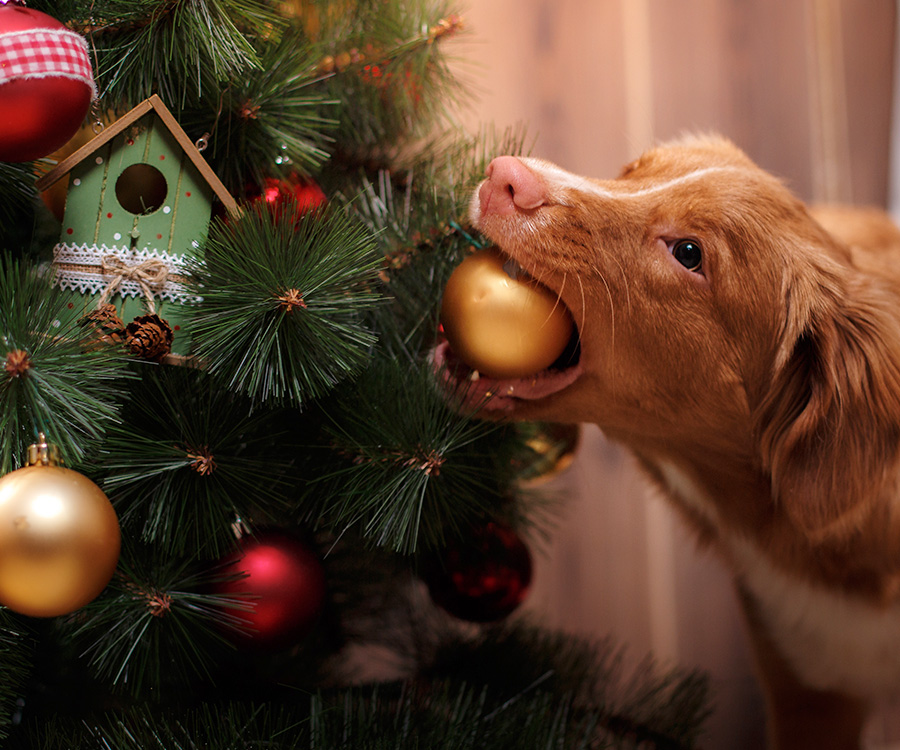 When considering dog safety, be aware that dogs may bite Christmas tree ornaments.
