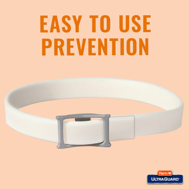 Dog collar easy to use