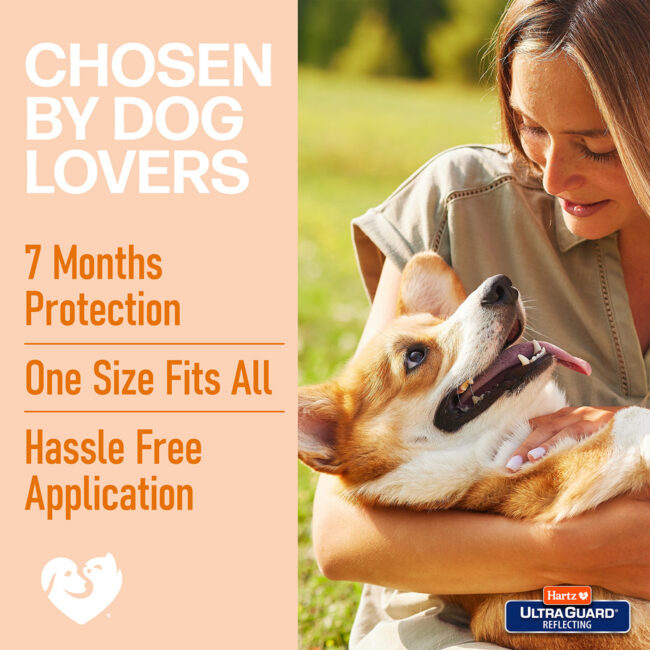 Best dog collar chosen by dog lovers