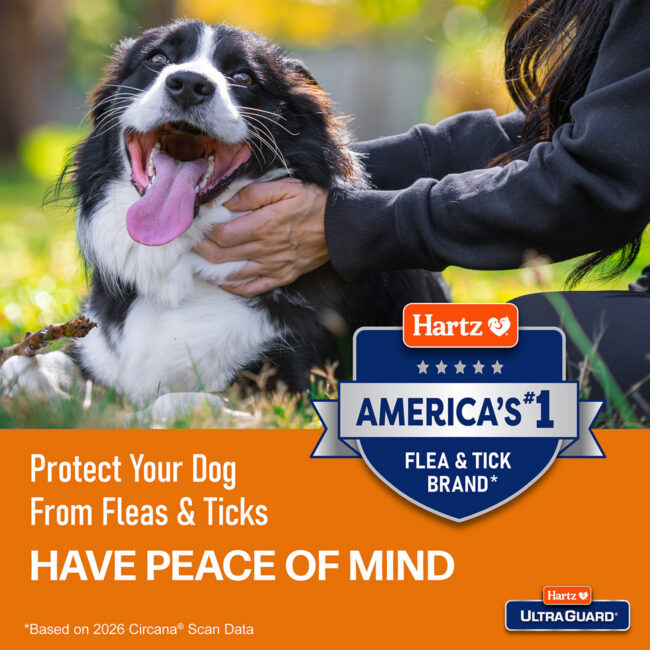 Protect your dog from fleas and ticks