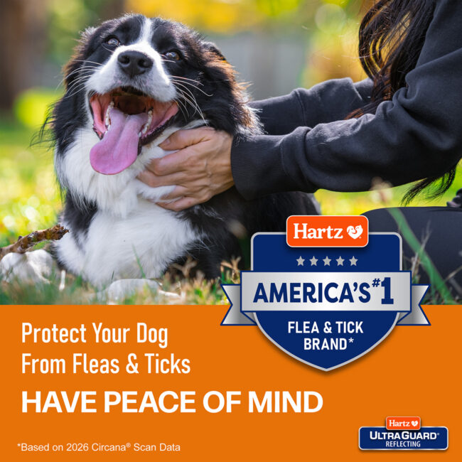 Protect your dog from fleas and ticks reflecting collar
