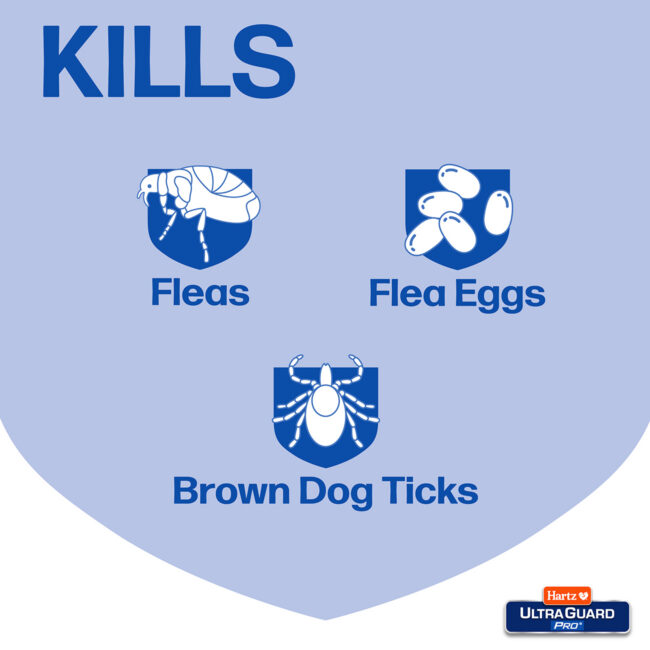 Shampoo kills fleas, flea eggs and brown dog ticks