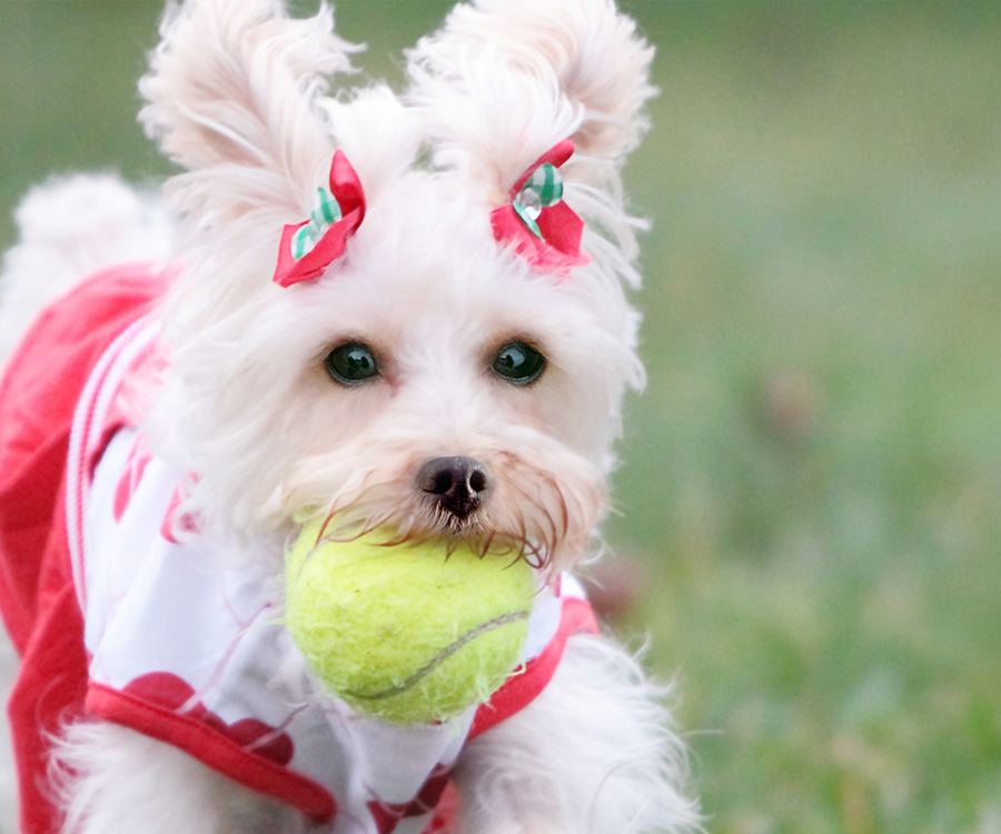 An example of pet clothing - Dog dressed up with bows carrying tennis ball in mouth.