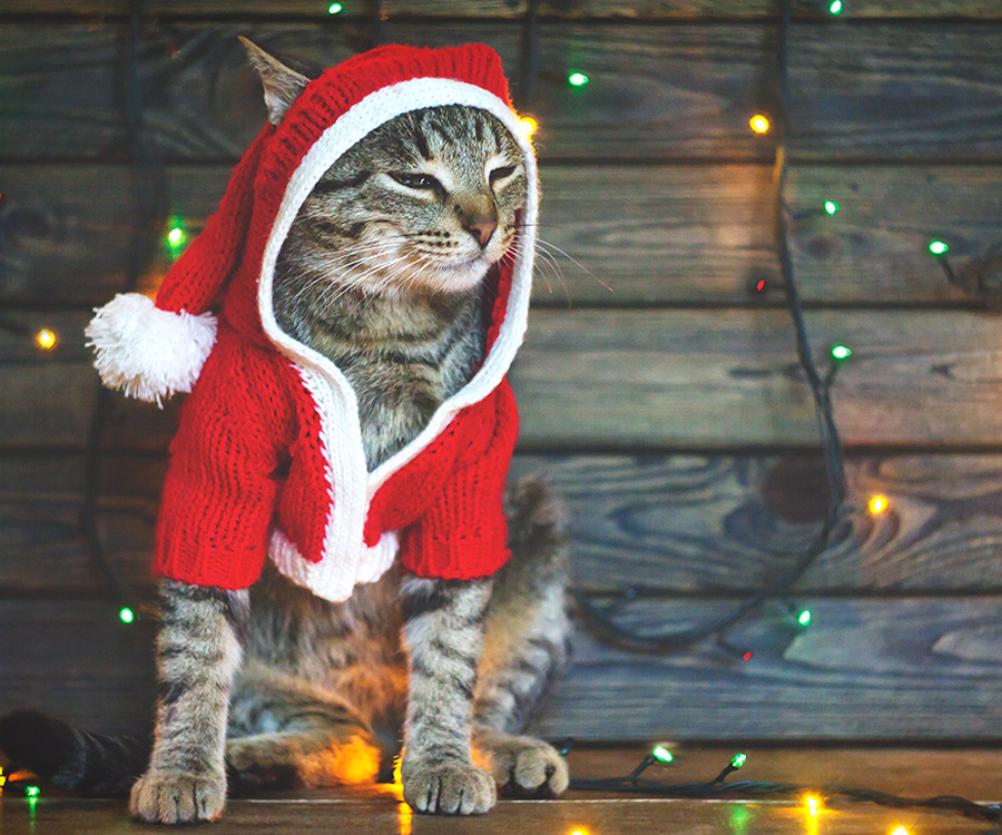 Tabby cat dressed in Santa Claus costume sits among colorful lights