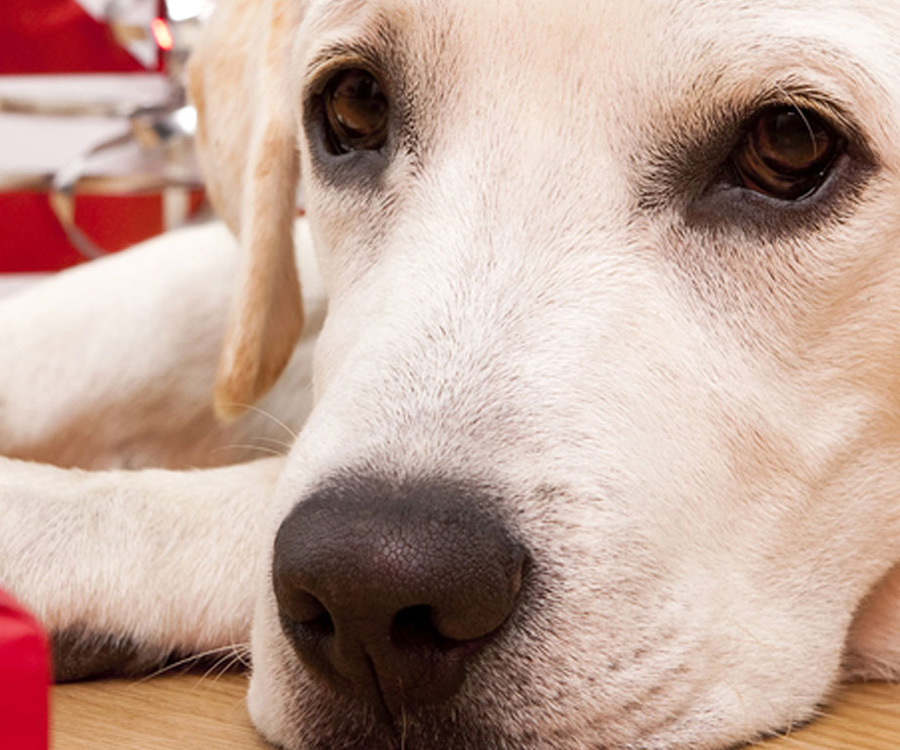 “Closeup of dog lying down during holidays. Be aware of the dangerous foods for dogs during this time.