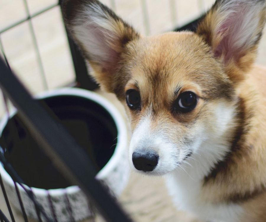 Cute pup in dog crate