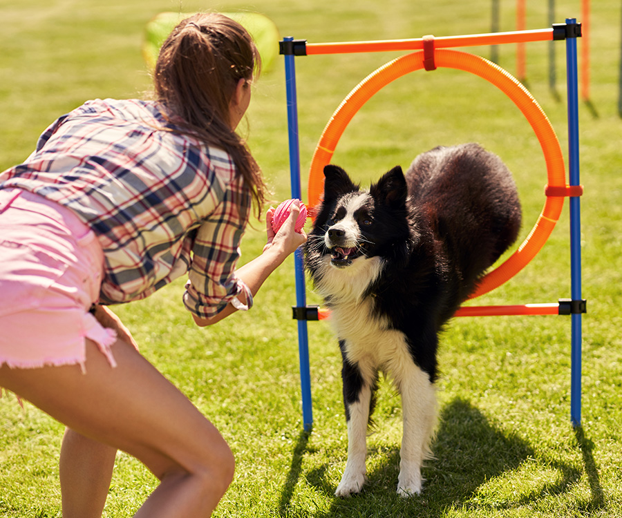Border collie dog and a woman on an agility field for wellness