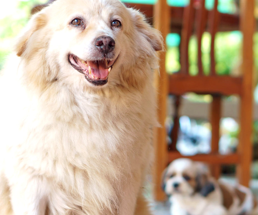 A dog smiling.