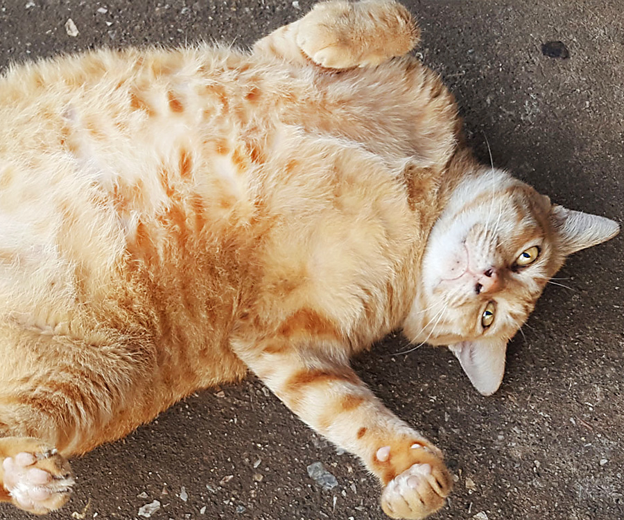 A big cat lying on its back giving its belly is cute but it may not mean a healthy pet.
