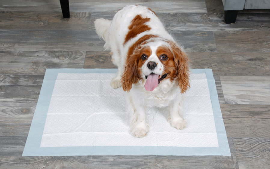 New Mountain Fresh scented puppy pads and dog pads from Hartz.