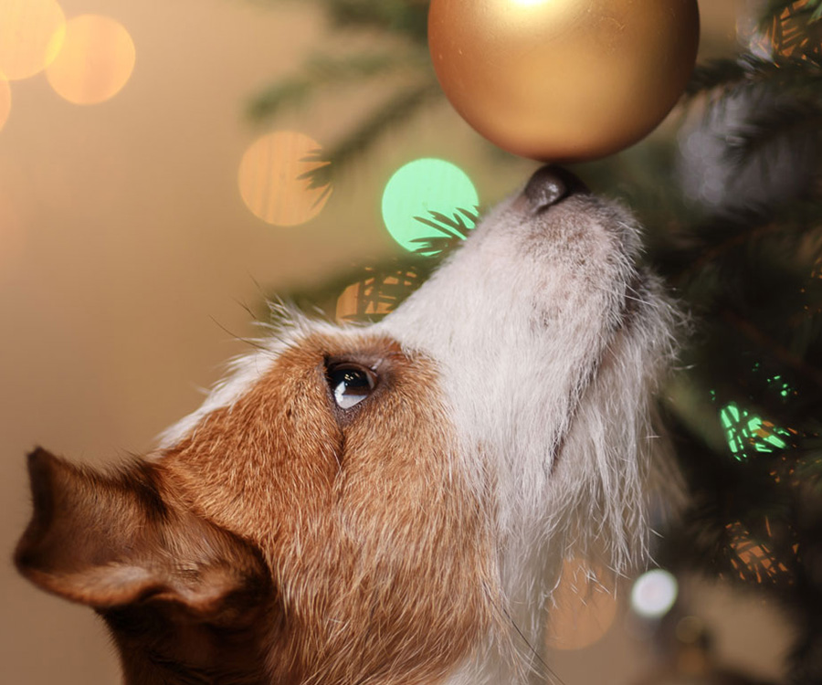 To keep your dog safe, don't let him from touch Christmas ornaments, as he is here.