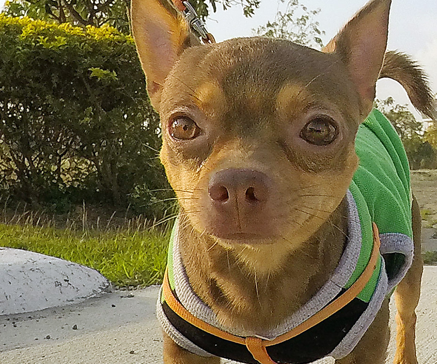 Small dog wearing sweater outside to get some exercise, which is a good New Year's resolution for your pet