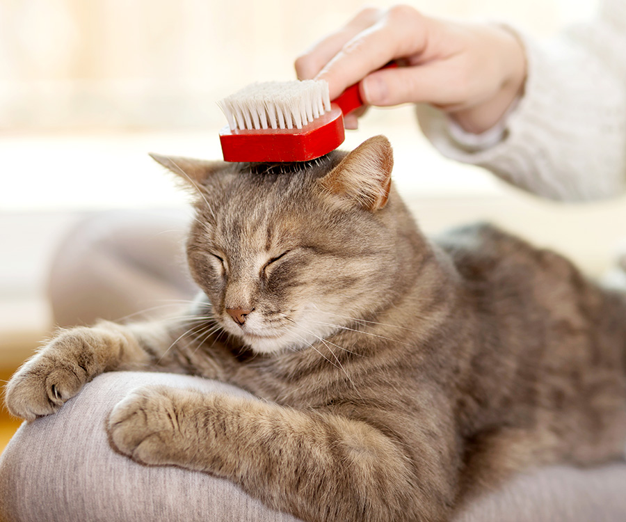 Daily brushings with your cat, as seen here, is a great New Year's resolution for your pet because it can strengthen your bond.