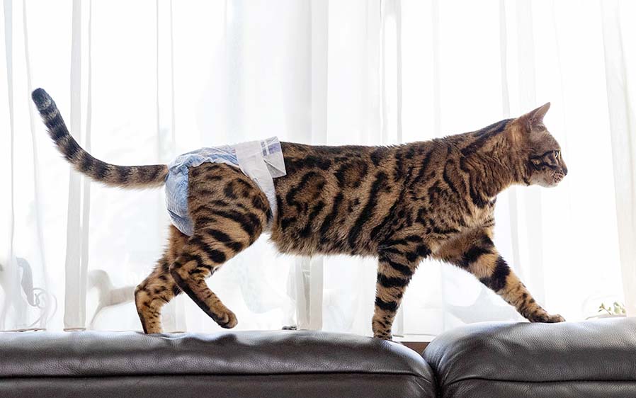 Bengal cat in diaper