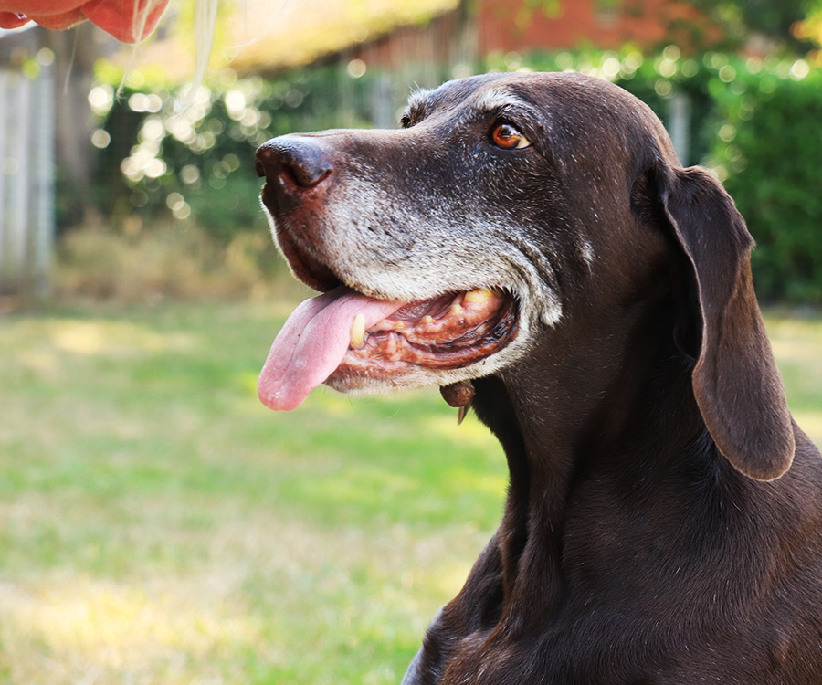 Adopting a senior pet - 15 year old senior female dog