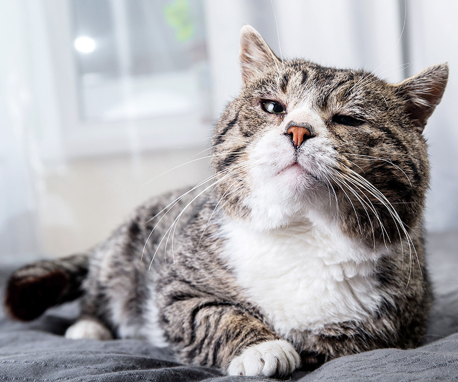 Senior pets like this old gray tabby cat can have many years ahead of them.