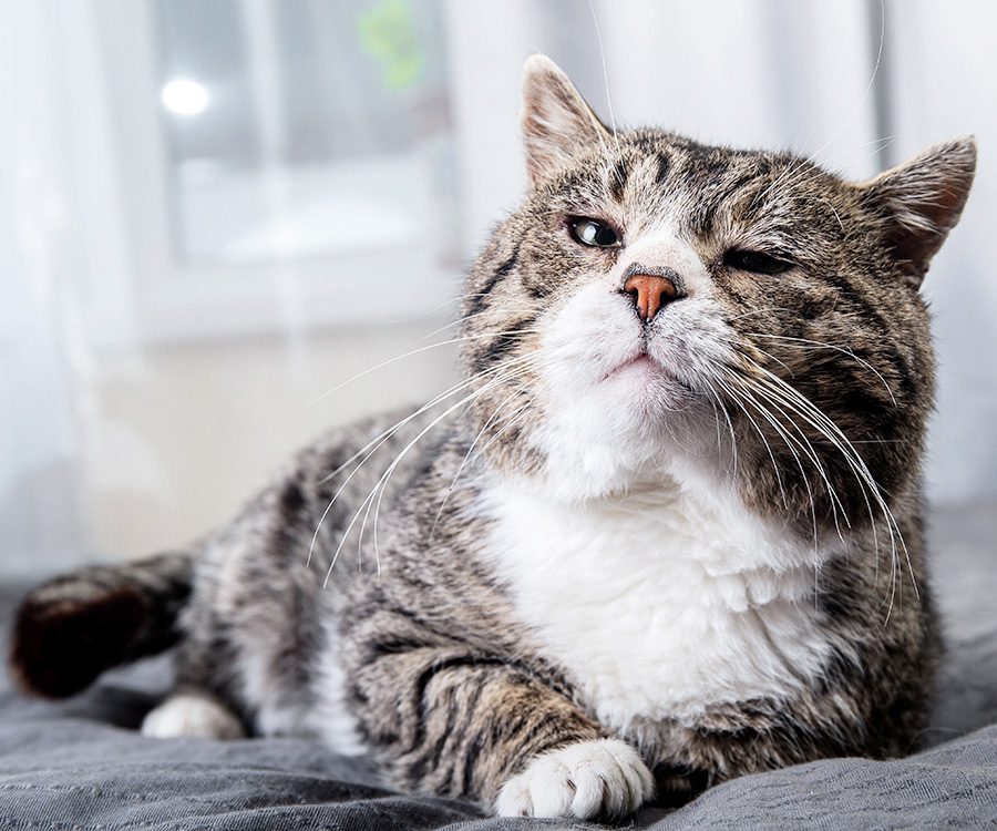 Adopting a senior pet - Old gray tabby cat