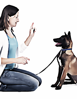 Dog Training