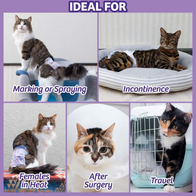 Diapers for cats have for Multiples Uses