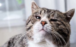 Tired old gray tabby cat with green eyes resting on soft bed and looking at camera at home